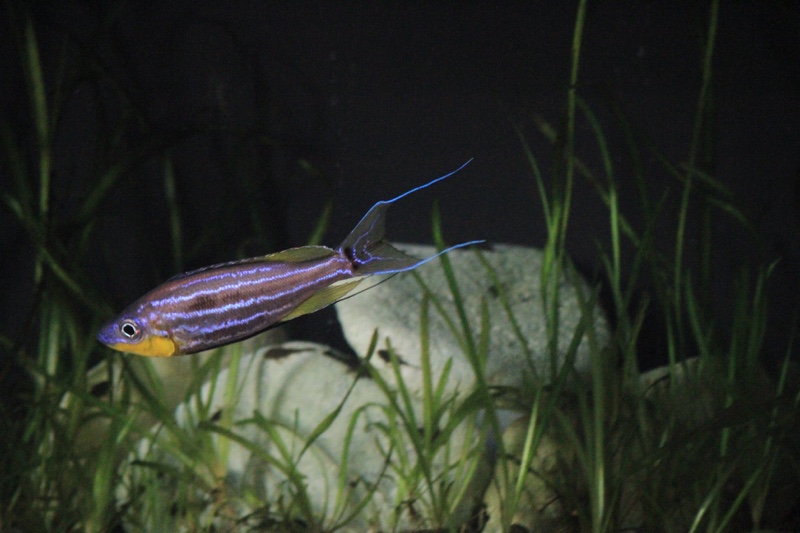 Benthochromis horii 'Mvuna Island'